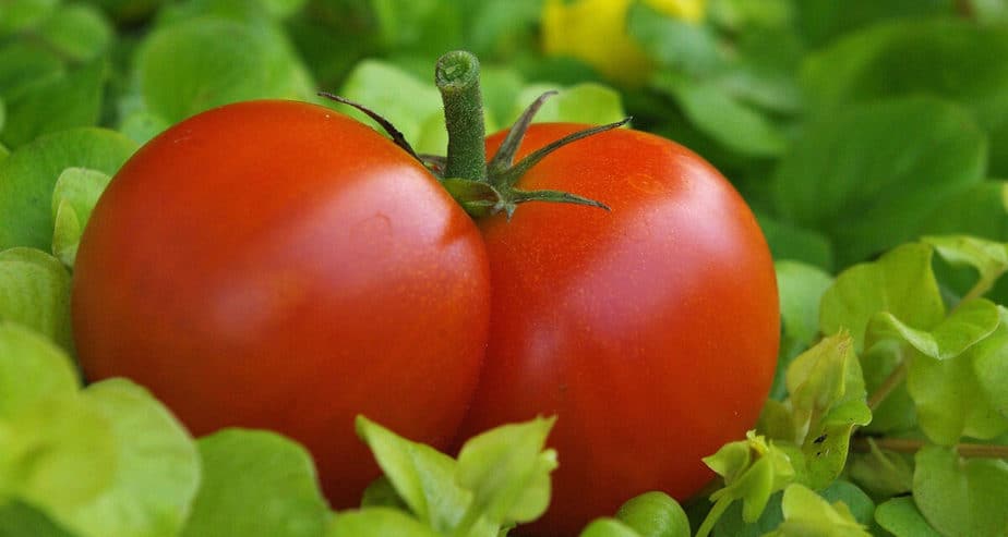 Pěstování rajčat v interiéru: Na co si dát pozor?
