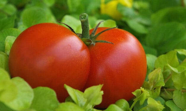 Pěstování rajčat v interiéru: Na co si dát pozor?