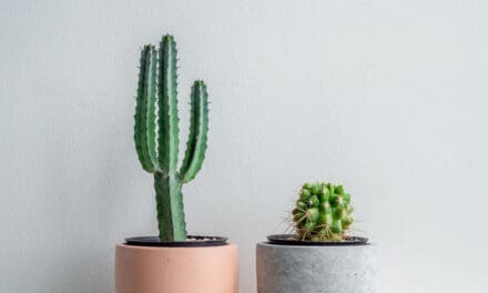 3 základní pravidla pro úspěšné pěstování kaktusů