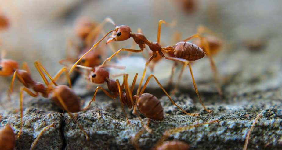Hubení mravenců ve skleníku aneb zatočte s nimi jednou provždy
