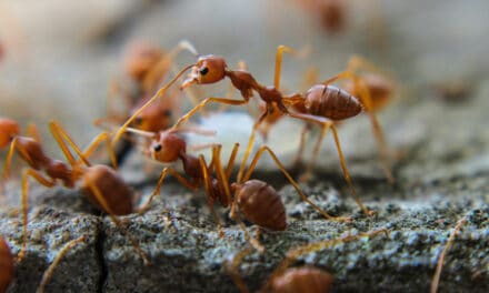 Hubení mravenců ve skleníku aneb zatočte s nimi jednou provždy