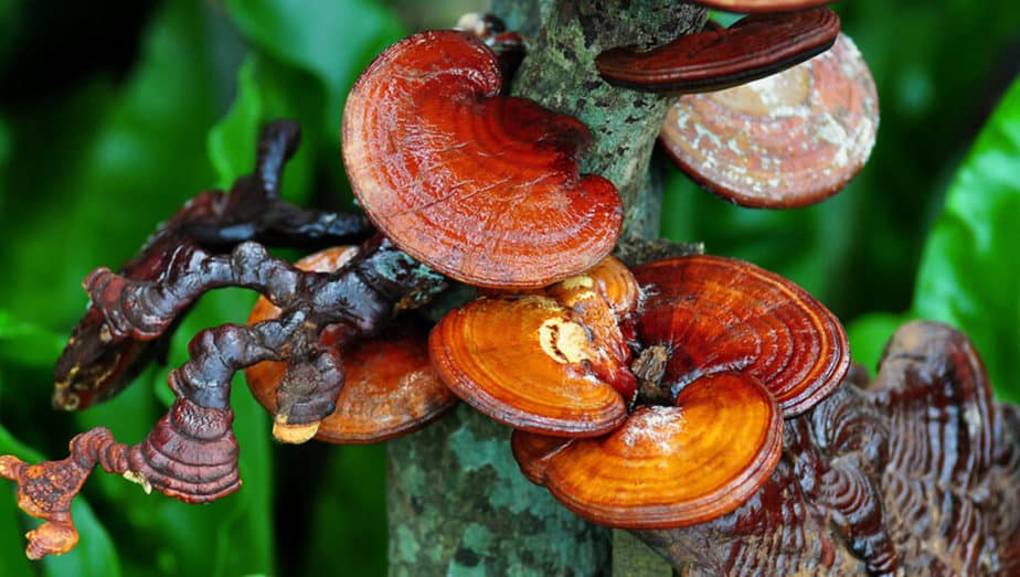 Reishi