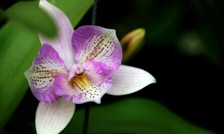 Jak se starat o orchidej: Tipy pro její zdravý růst a kvetení