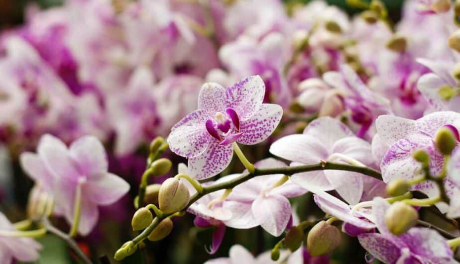 jak-se-starat-o-orchidej