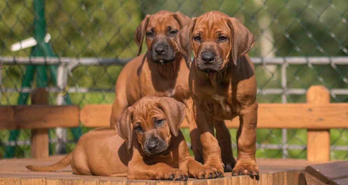 Rhodéský ridgeback je skvělý společník do rodiny