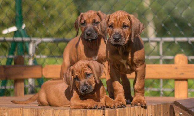 Rhodéský ridgeback je skvělý společník do rodiny