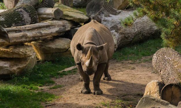 Podzimní ZOO stojí za návštěvu – kterou poznáte letos?