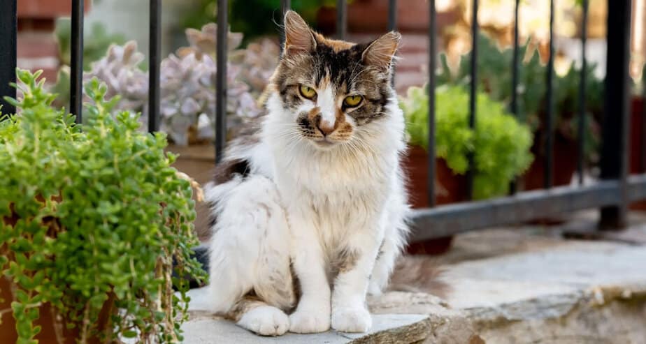 Jak se zbavit kočky na zahradě: Odpuzovače a babské rady