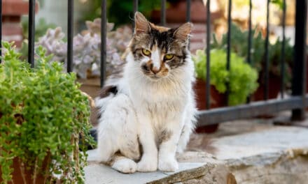 Jak se zbavit kočky na zahradě: Odpuzovače a babské rady