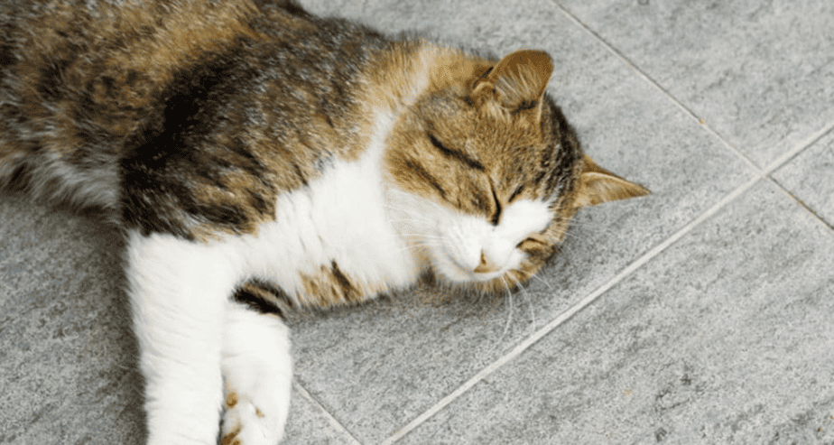 Proč jsou závěsná odpočívadla pro kočky tak oblíbená