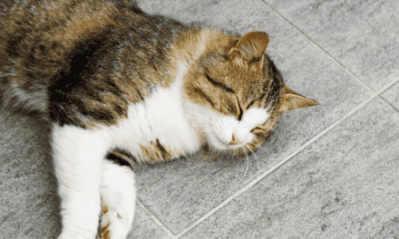 Proč jsou závěsná odpočívadla pro kočky tak oblíbená
