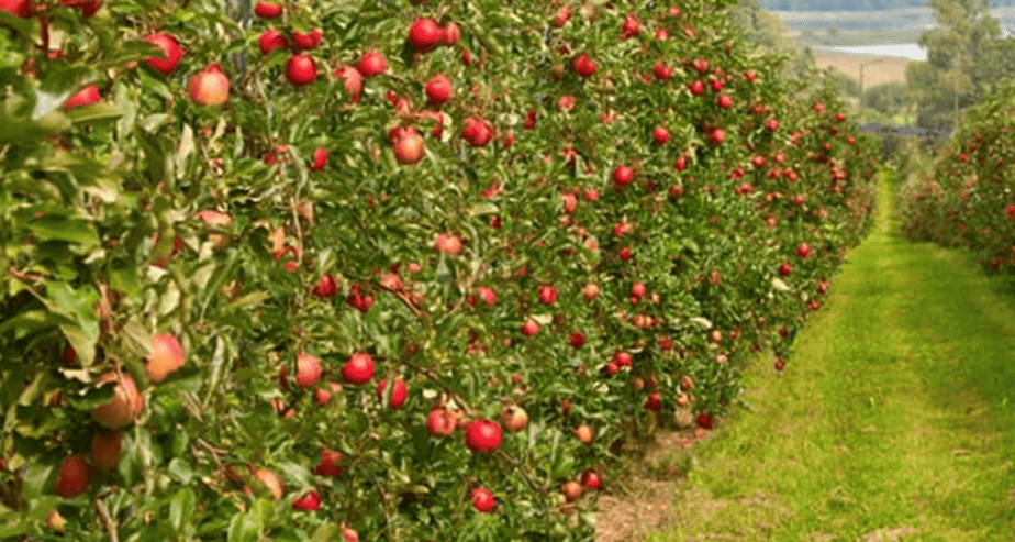 Objevování letních odrůd jablek: fascinující svět výsadby a péče
