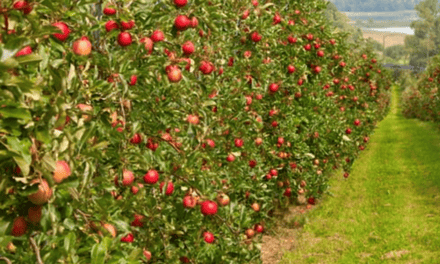 Objevování letních odrůd jablek: fascinující svět výsadby a péče
