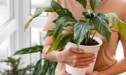 Nejlepší pokojové rostliny pro každý domov