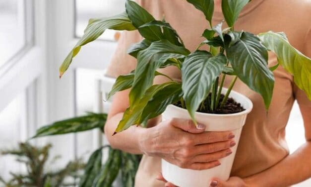 Nejlepší pokojové rostliny pro každý domov