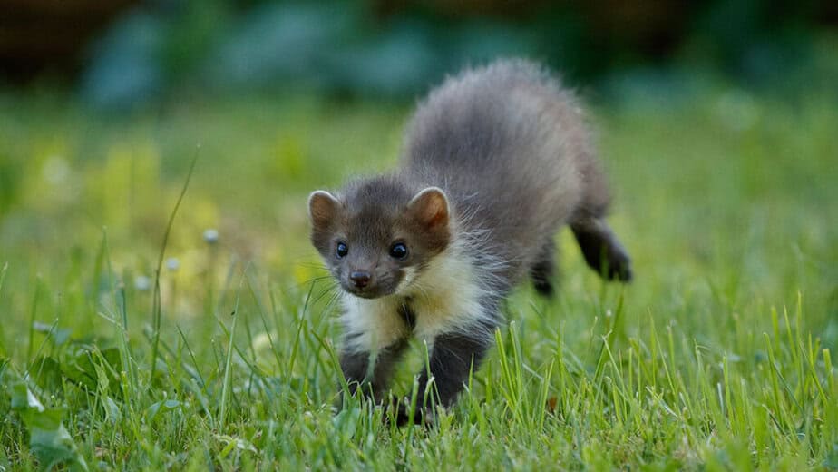 kuna - škůdce - ilustrační obrázek pro článek Jak vybrat plašič škůdců na webu Trendymagazin.cz