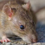 Jak vybrat plašič škůdců podle typu a umístění?